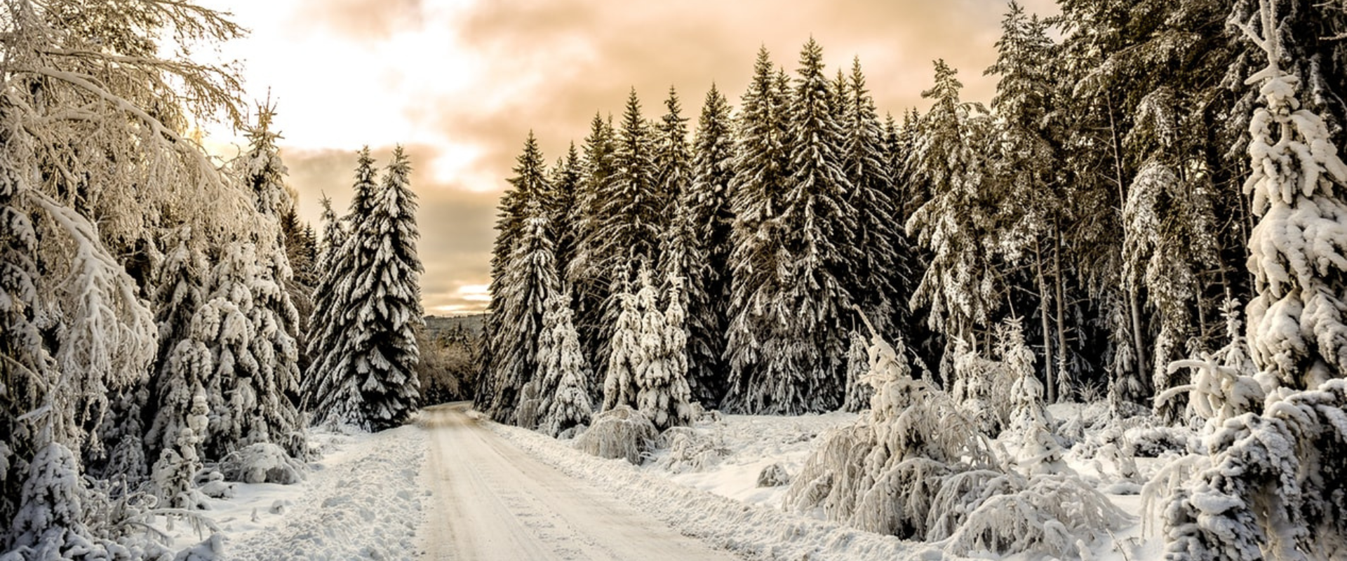 Vinterlandskap, hvor en en vei og skog er dekt av snø