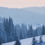 Skog på vinteren, med snødekte trær